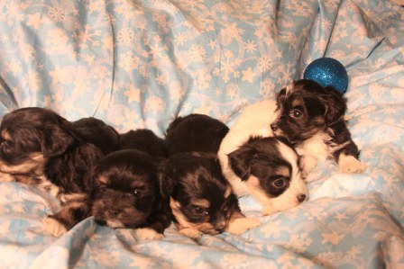 havanese-puppies